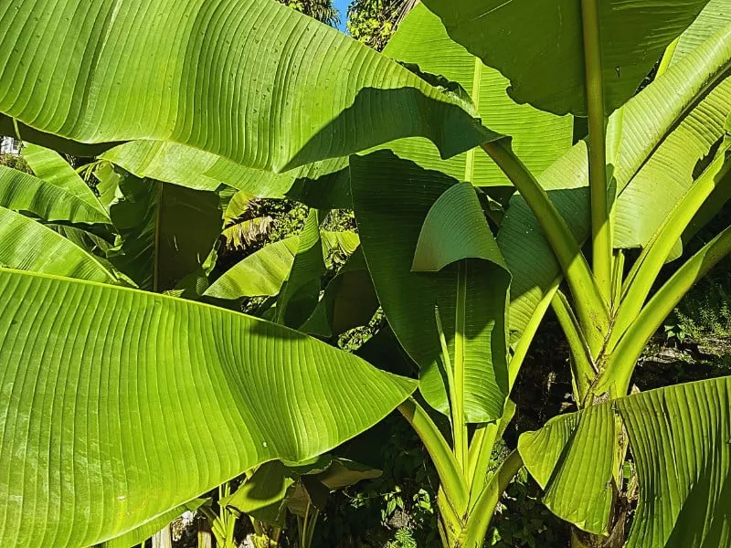 Tropical Plants such as Banana trees create a jungle look at home or in the garden