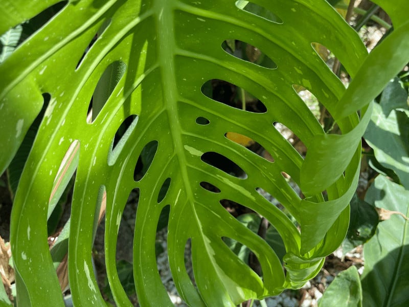 Well-draining soil is key to keep tropical plants such as a Monstera happy