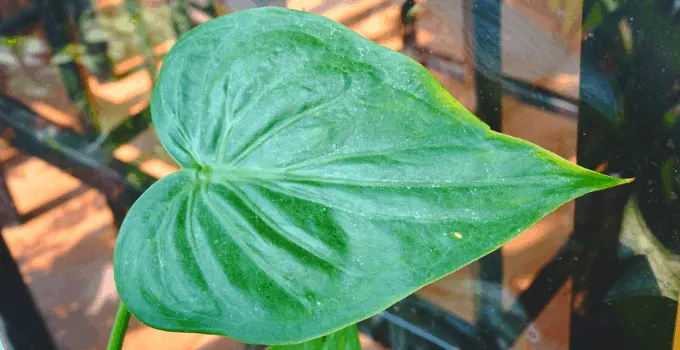 Alocasia Cucullata Plant Care