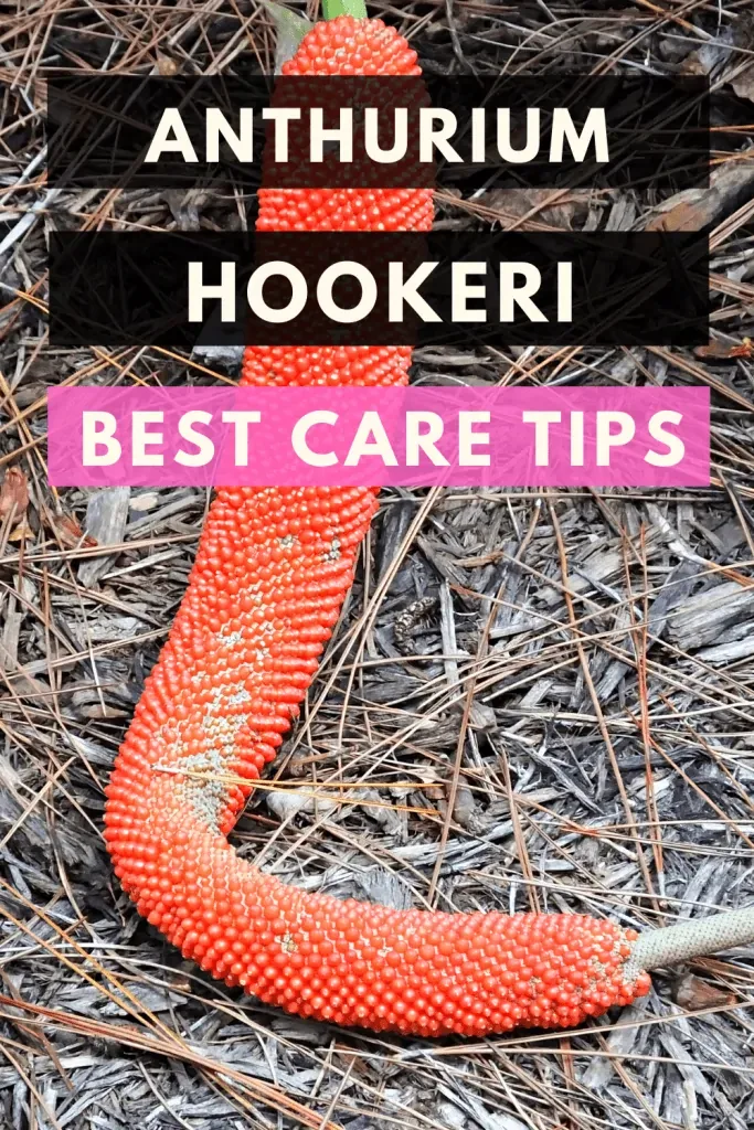 Anhurium Hookeri Best Care Tips