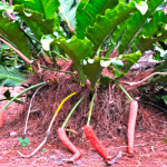 Anthurium Hookeri PlantCare