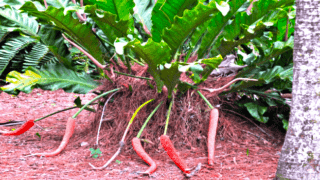 Anthurium Hookeri PlantCare
