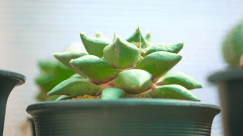 Ariocarpus Fissuratus Care Tips You Wish You Knew Earlier
