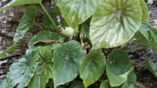 Begonia Nelumbiifolia