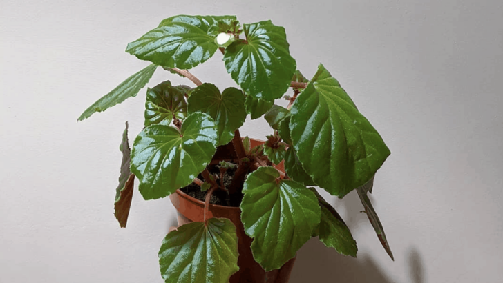 Begonia Obliqua – A Complete Care Guide