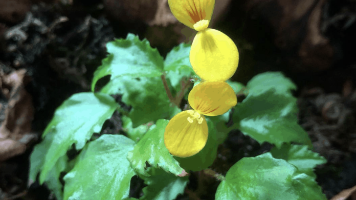 Begonia Prismatocarpa Care – Ultimate Guide