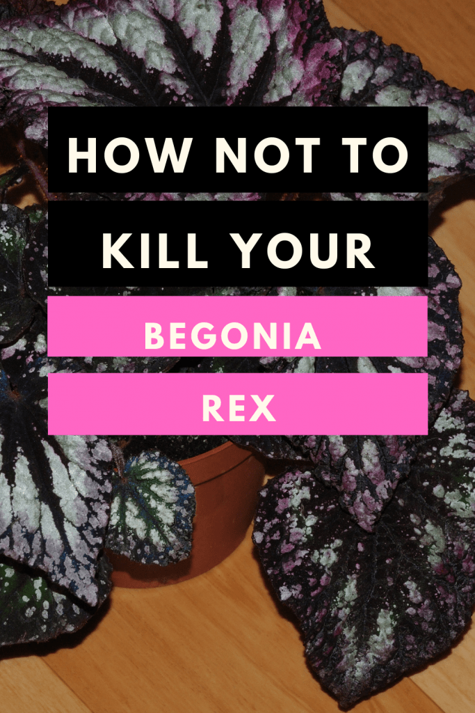 Begonia rex Pflege