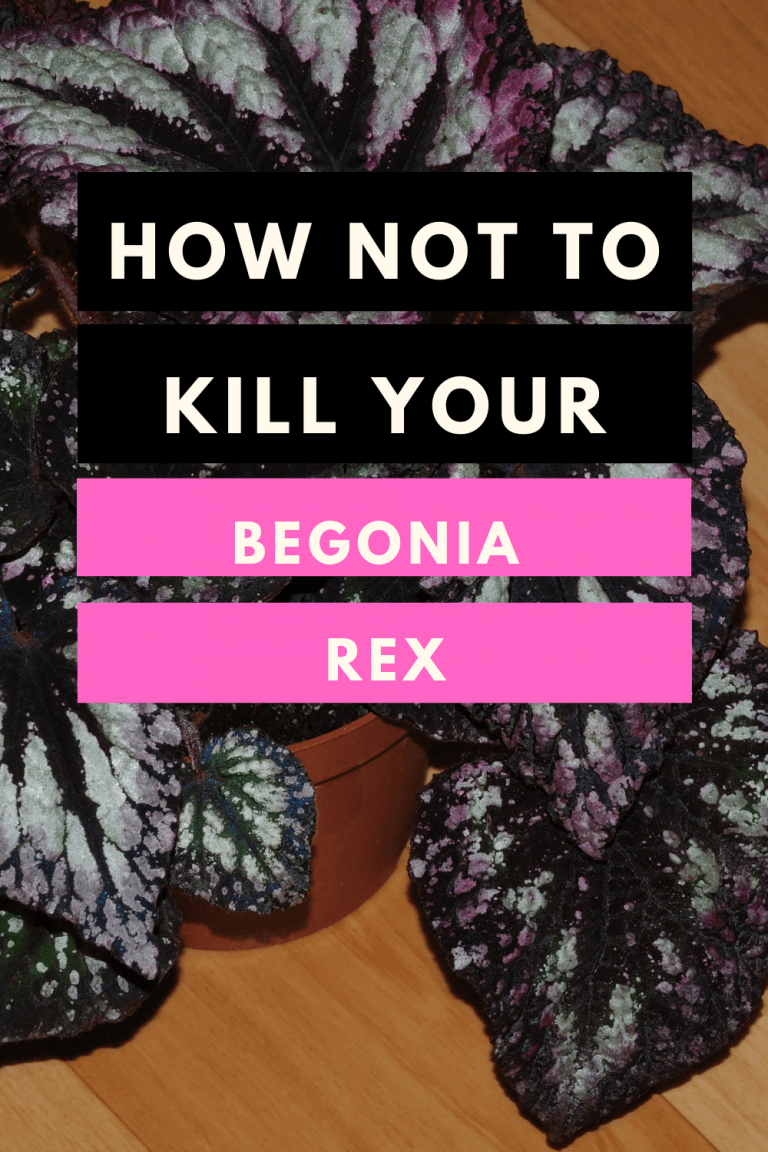 How To Care For Begonia Rex 10 Best Care Tips