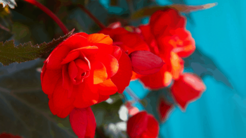 A Guide to Growing Begonia Tuberhybrida