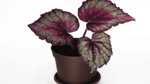How to Care For Begonia Rex – 10 Best Care Tips