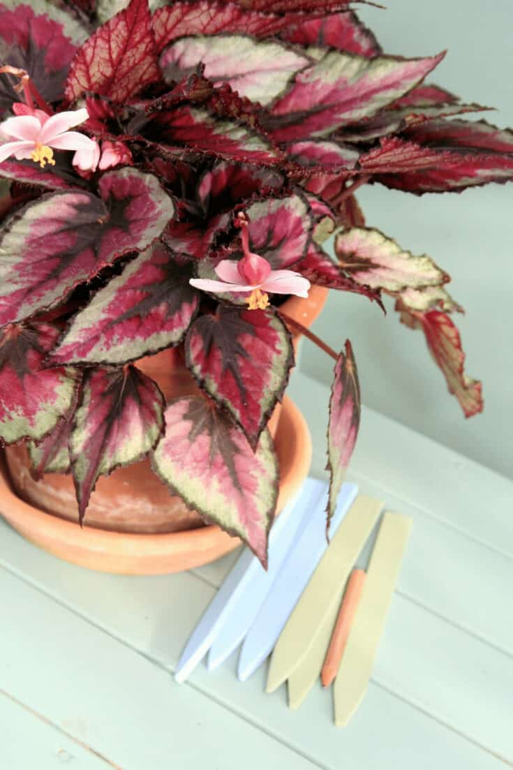 Begonia rex prefers moist well-draining soil soil