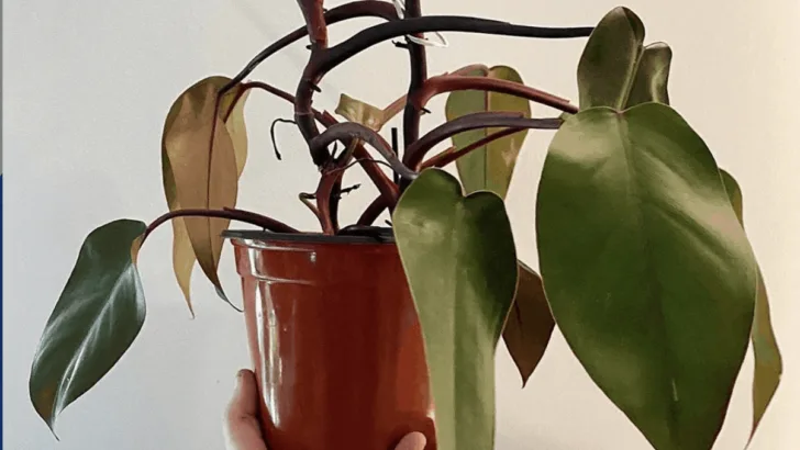 Bloody Mary Philodendron Care &ndash; Top Tips