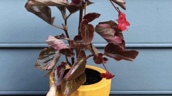 Bronze Leaf Begonia Care – Best Secrets Revealed
