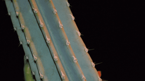 Cereus Jamacaru Care – How You Nail It
