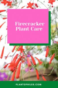 Firecracker Plant Care