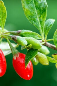 The Goji Berry plant goes by the botanical name Lycium barbarum