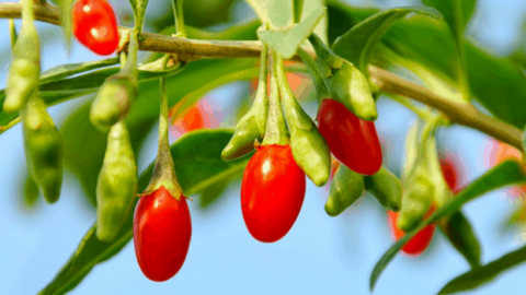 Goji Berry Plant Care (Lycium barbarum) – #1 Best Tips