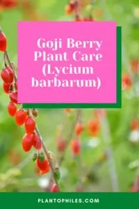 Goji Berry Plant Care (Lycium barbarum)