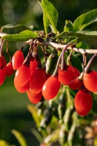 Goji Berry plants are sensitive to fertilizer despite the extensive berry growth
