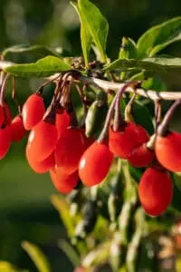 Goji Berry plants are sensitive to fertilizer despite the extensive berry growth
