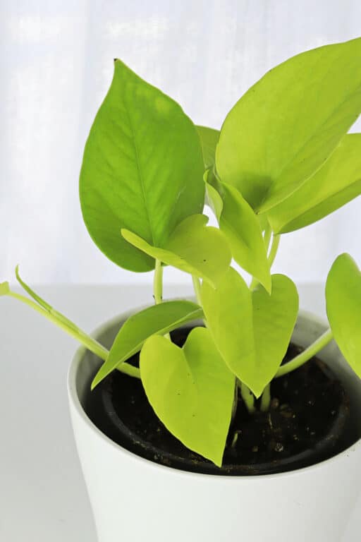 Neon Pothos Care Made Easy - #1 Best Guide