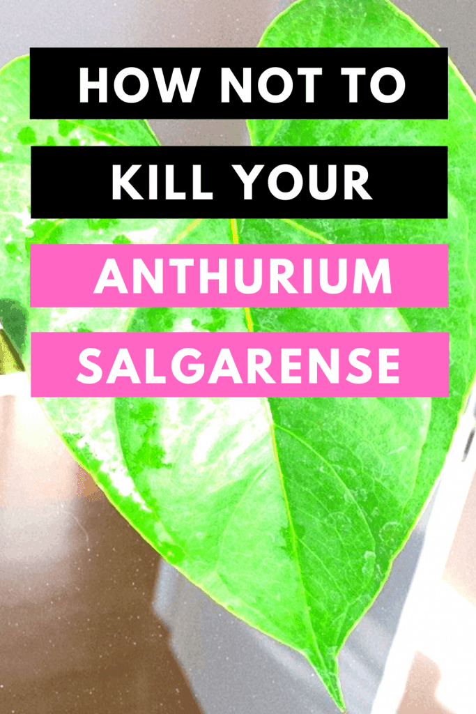How Not To Kill Your Anthurium Salgarense