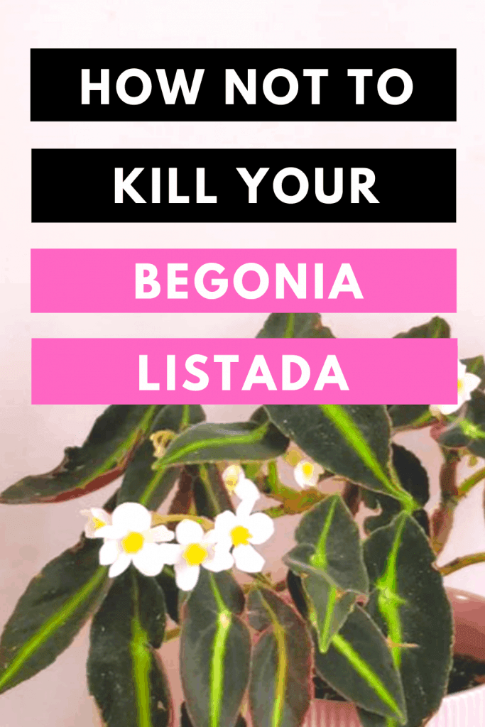 Begonia Listada Plant Care Best Practices 1