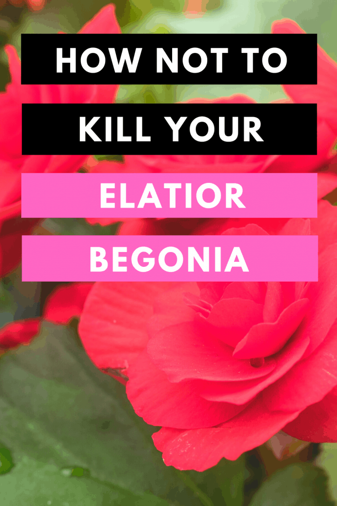 Elatior Begonia Care