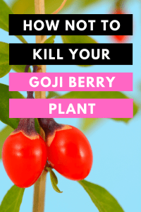Goji Berry Plant
