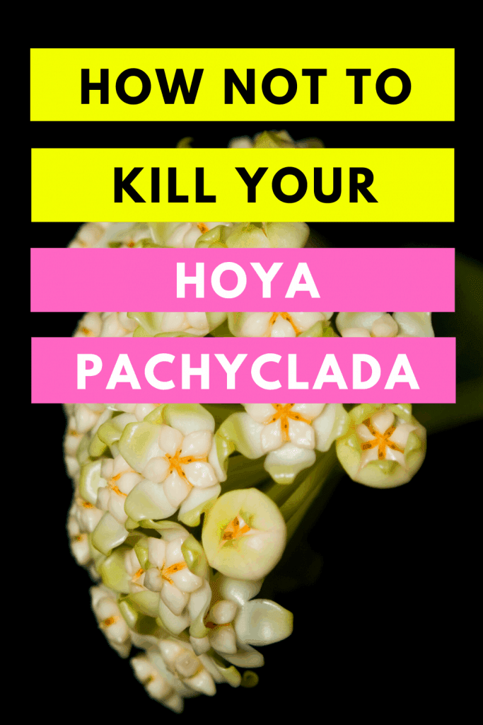 How Not To Kill Your Hoya Pachyclada