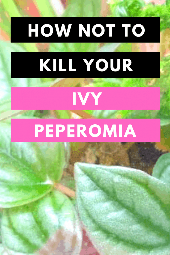 How Not To Kill Your Ivy Peperomia