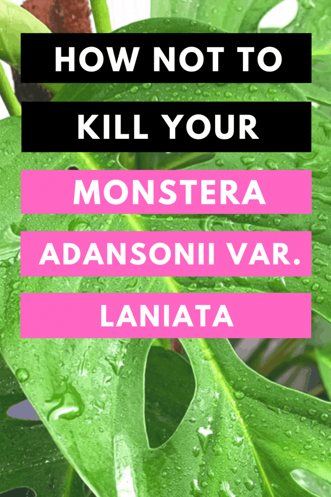 How Not To Kill Your Monstera Adansonii var. laniata