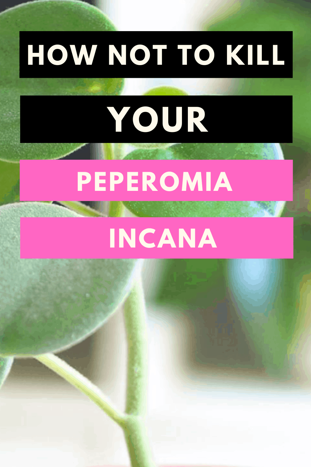 How Not To Kill Your Peperomia Incana