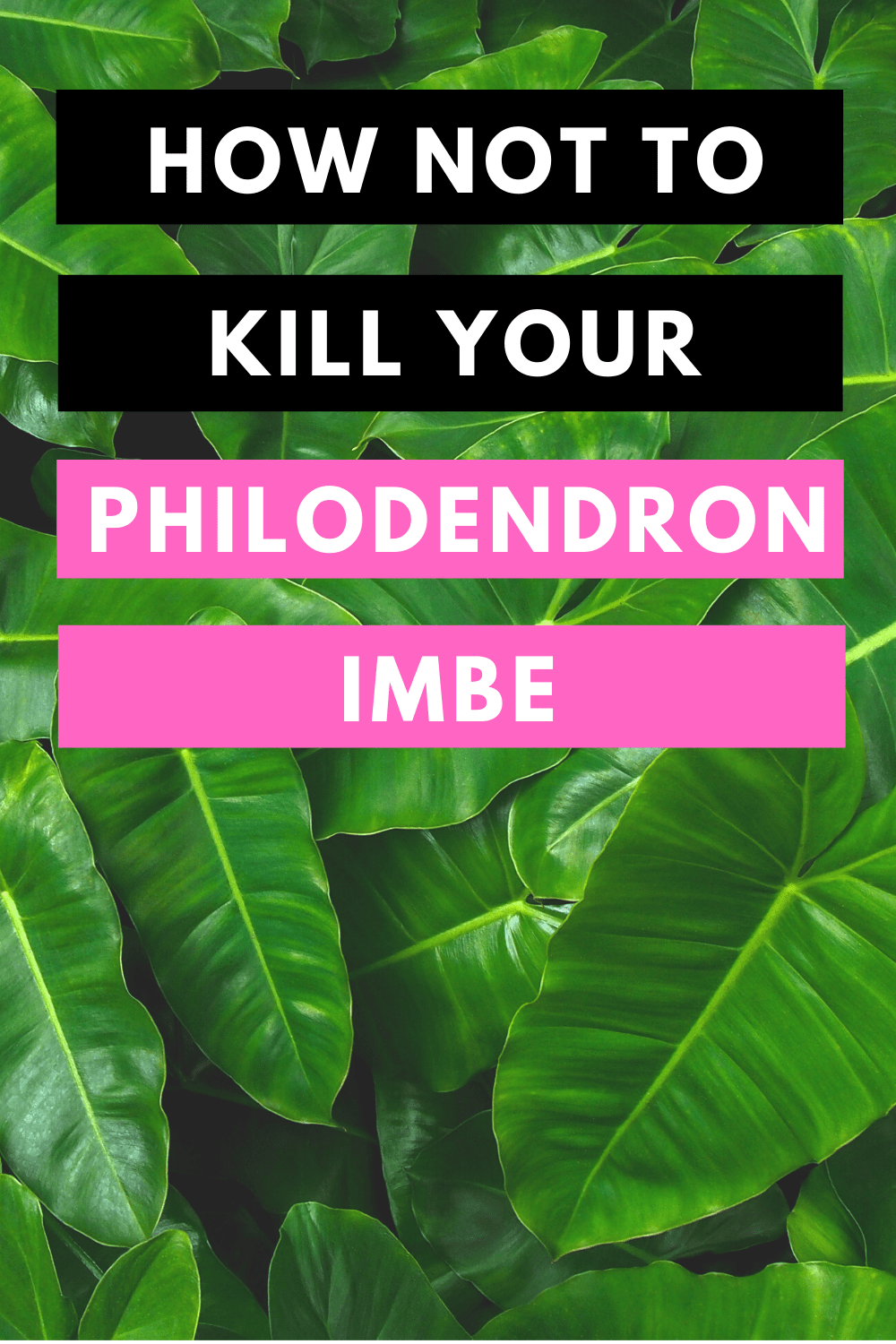 How Not To Kill Your Philodendron Imbe