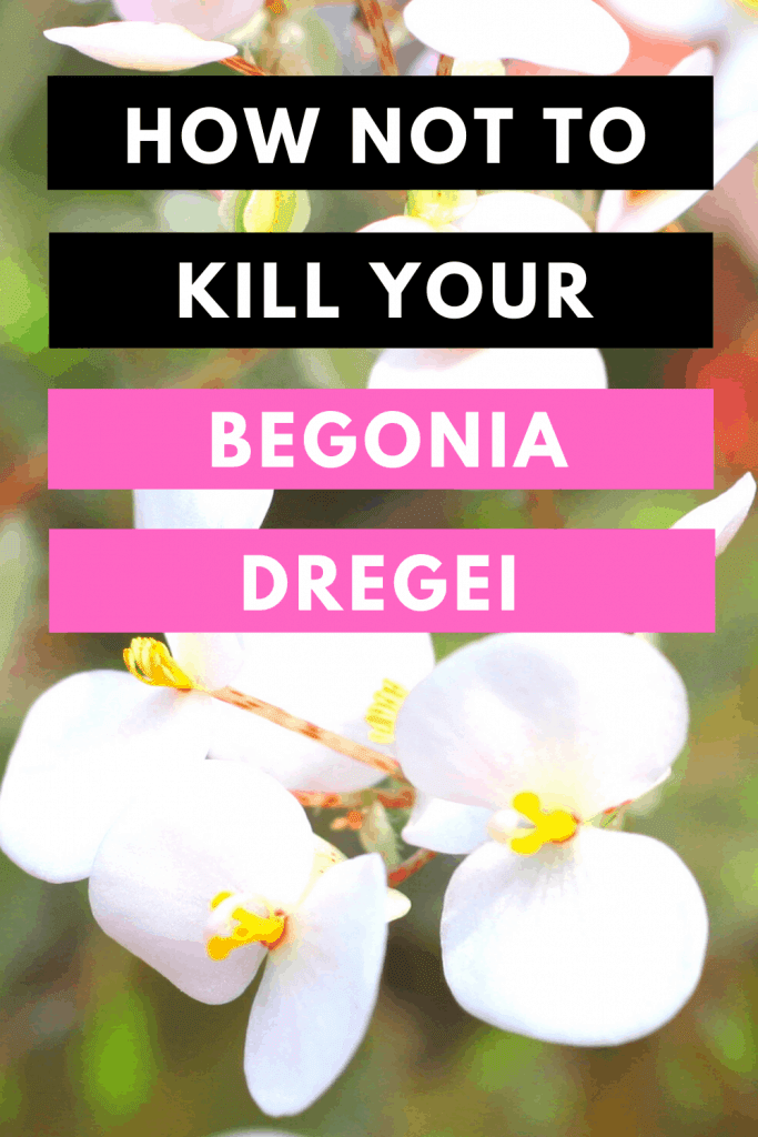 How Not To Kill your Begonia Dregei