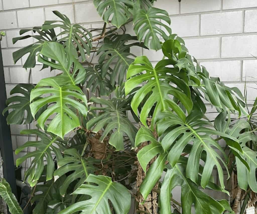 How fast do Monstera Grow Indoors These are the Monsteras I am growing in my greenhouse