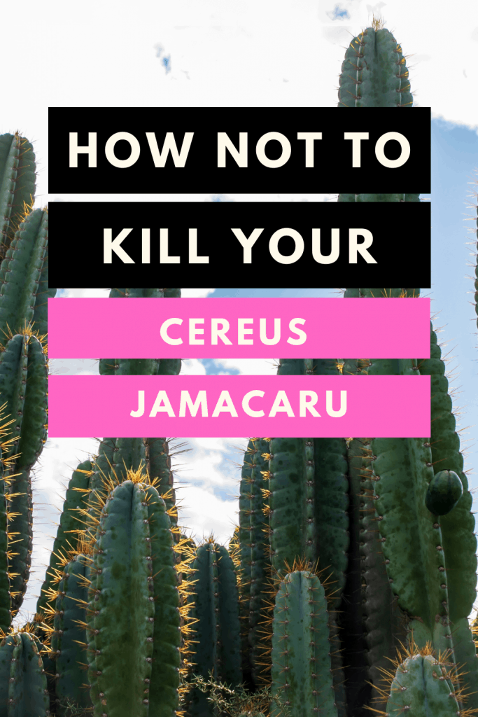 Cereus Jamacaru Care