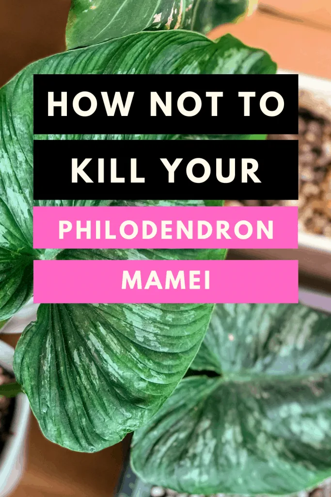 Philodendron mamei care