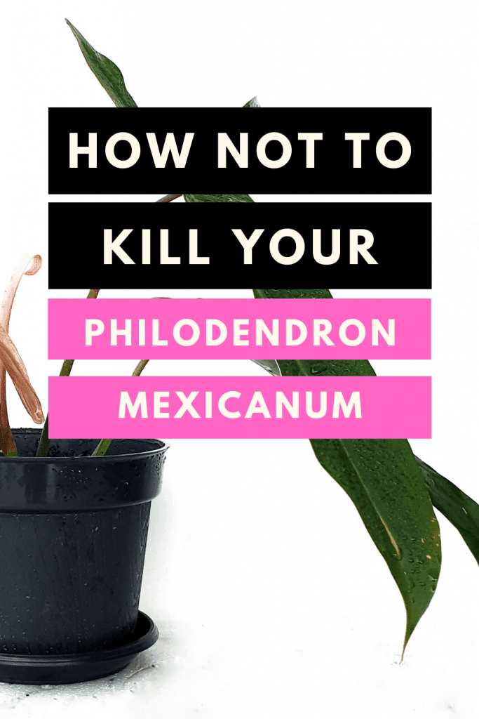 Philodendron Mexicanum Care