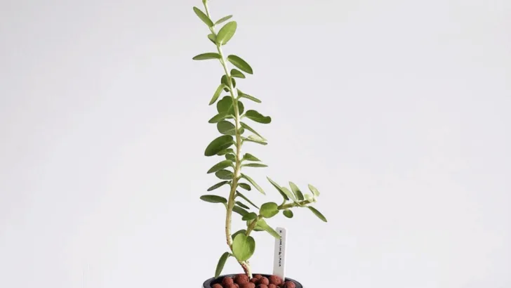 Hoya Cumingiana Care Made Easy