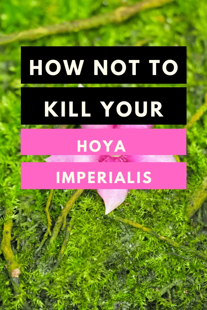 Hoya Imperialis Care
