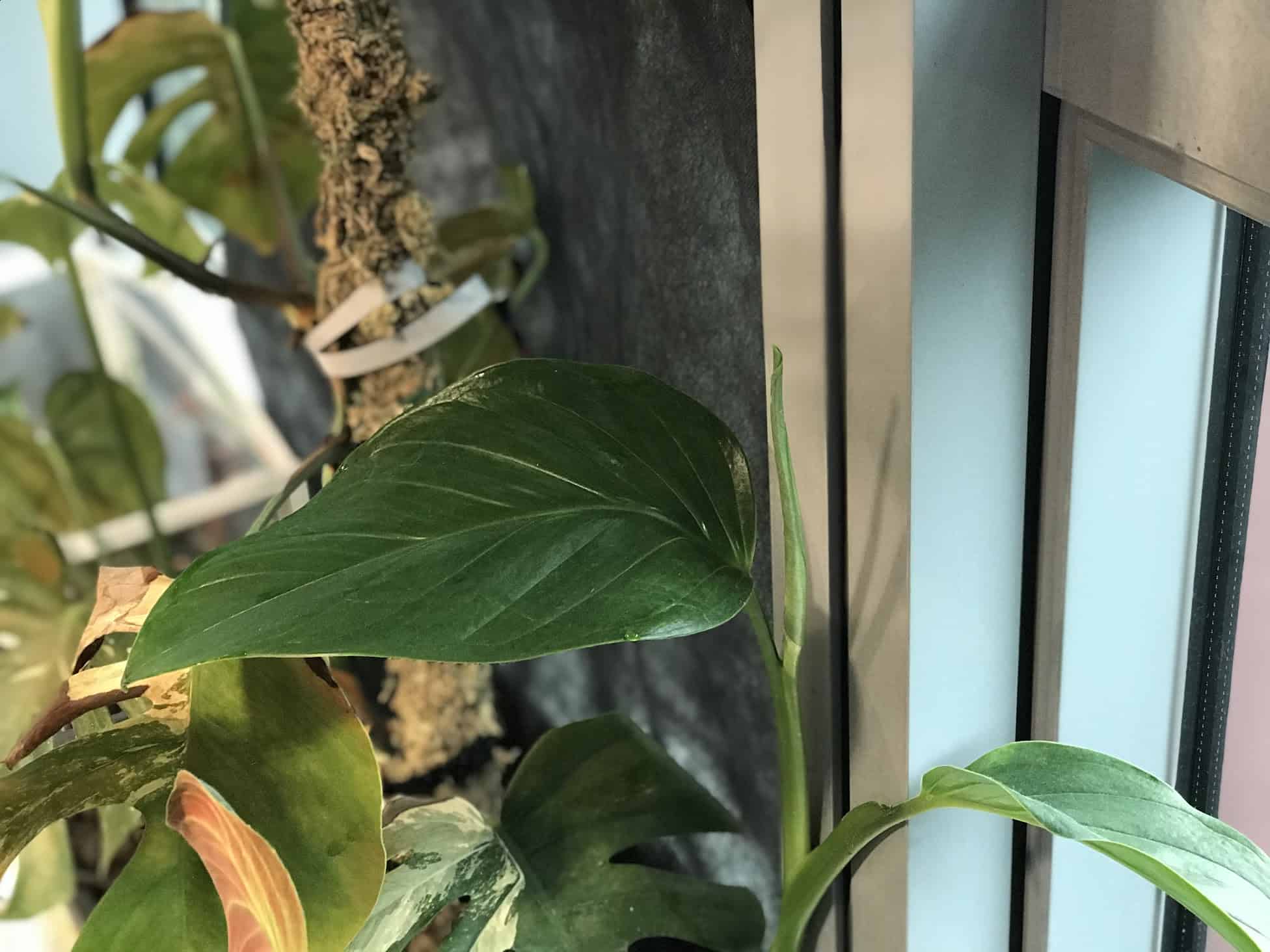 Monstera Lechleriana Care – All You Need To Know