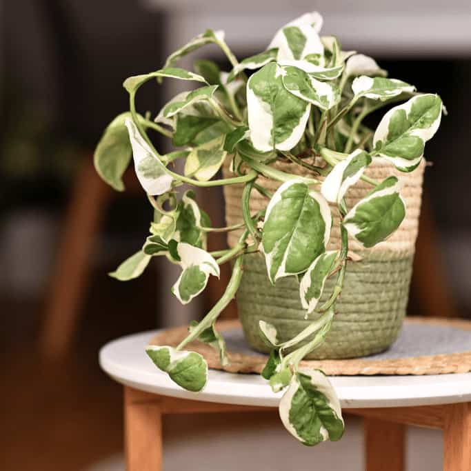 NJoy Pothos trailing out of a pot