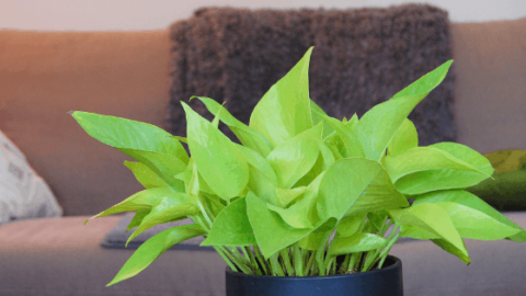 Neon Pothos Care Made Easy – Shiny Things!