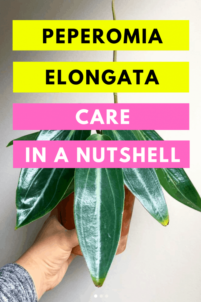 Peperomia Elongata Care In A Nutshell