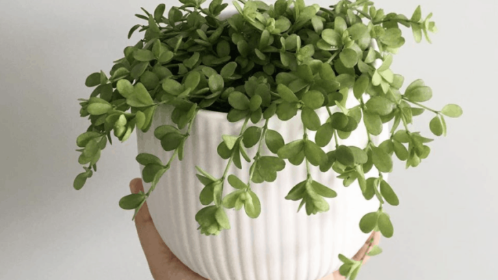 Peperomia Hoffmannii Care – Our Best Tips