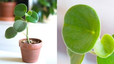 Peperomia Incana: Must-Know Care Tips