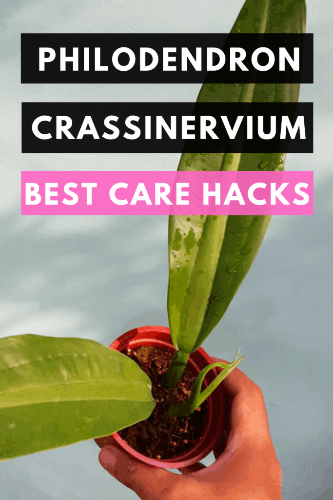 Philodendron Crassinervium Best Care Hacks