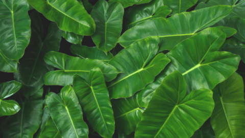 Philodendron Imbe Care Tips that Make all the Difference