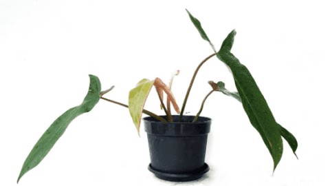 Philodendron Mexicanum – A Complete Care Guide